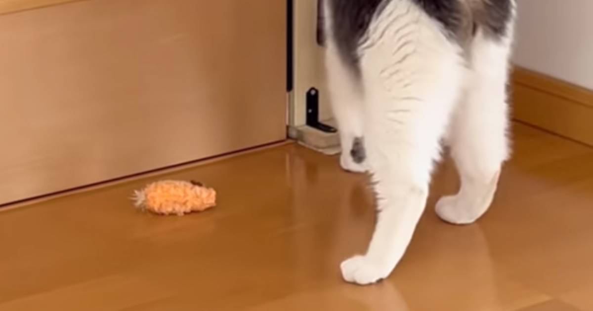 猫がネズミのおもちゃを置いていったと思ったら…ツッコミどころ満載な『まさかの瞬間』が14万再生「あ、あとちょっとｗ」「可愛すぎるｗ」