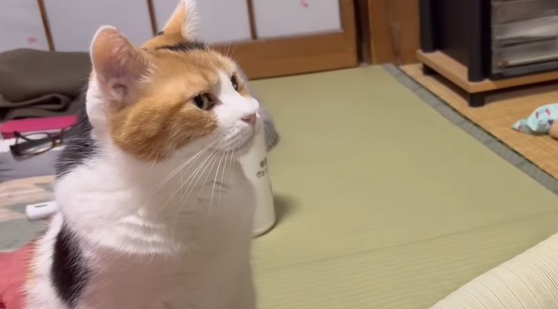 『猫の番組を真剣に見るネコ』に超ほんわか…「やっぱり気になるのかな？」「前のめり可愛すぎ！」ハート奪われる人続々