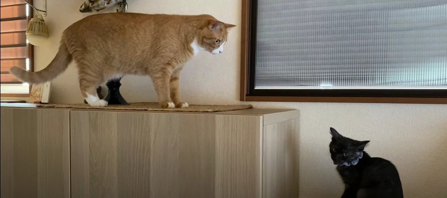 ドキドキ！子猫ちゃんと初対面をする猫さん♡