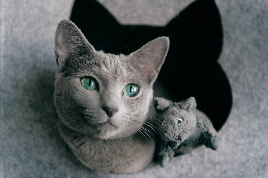 ロシアンブルーの目の色は何色？グリーンの特徴や子猫からの変化も解説