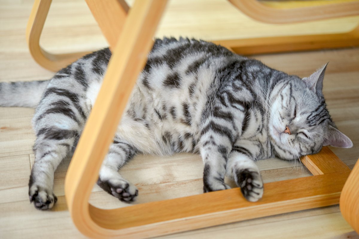 猫が飼い主や同居猫に見せる気遣いや遠慮4選　気ままなようで結構気をつけている？