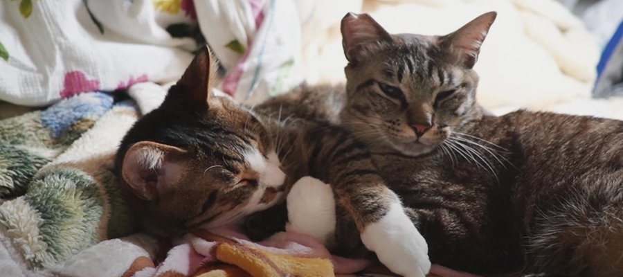 仲良し♡おててを繋いで眠る猫ちゃんたちが可愛すぎる