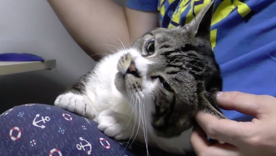 頭の傾き度で表す猫ちゃんの気持ち良さ指数