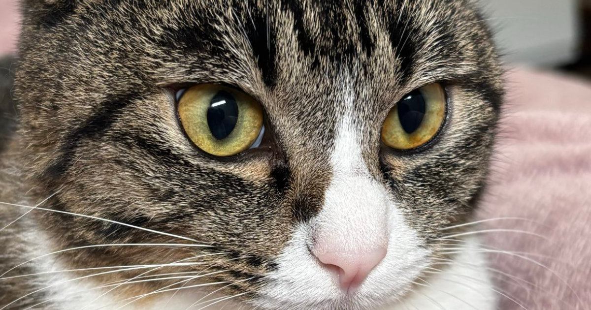 毛布に座り込む猫の『胸』を見たら…思わずモフりたくなる『綺麗すぎる形』に６万いいね「前世はきっとハト」「ナイスボディｗ」と話題に