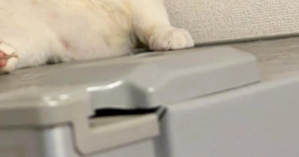 猫がいる場所をこっそり覗いたら…貫禄たっぷりの『まさかの光景』に「本当に猫なのか？ｗ」「人生なんとかなるにゃと言われそう」と26万再生
