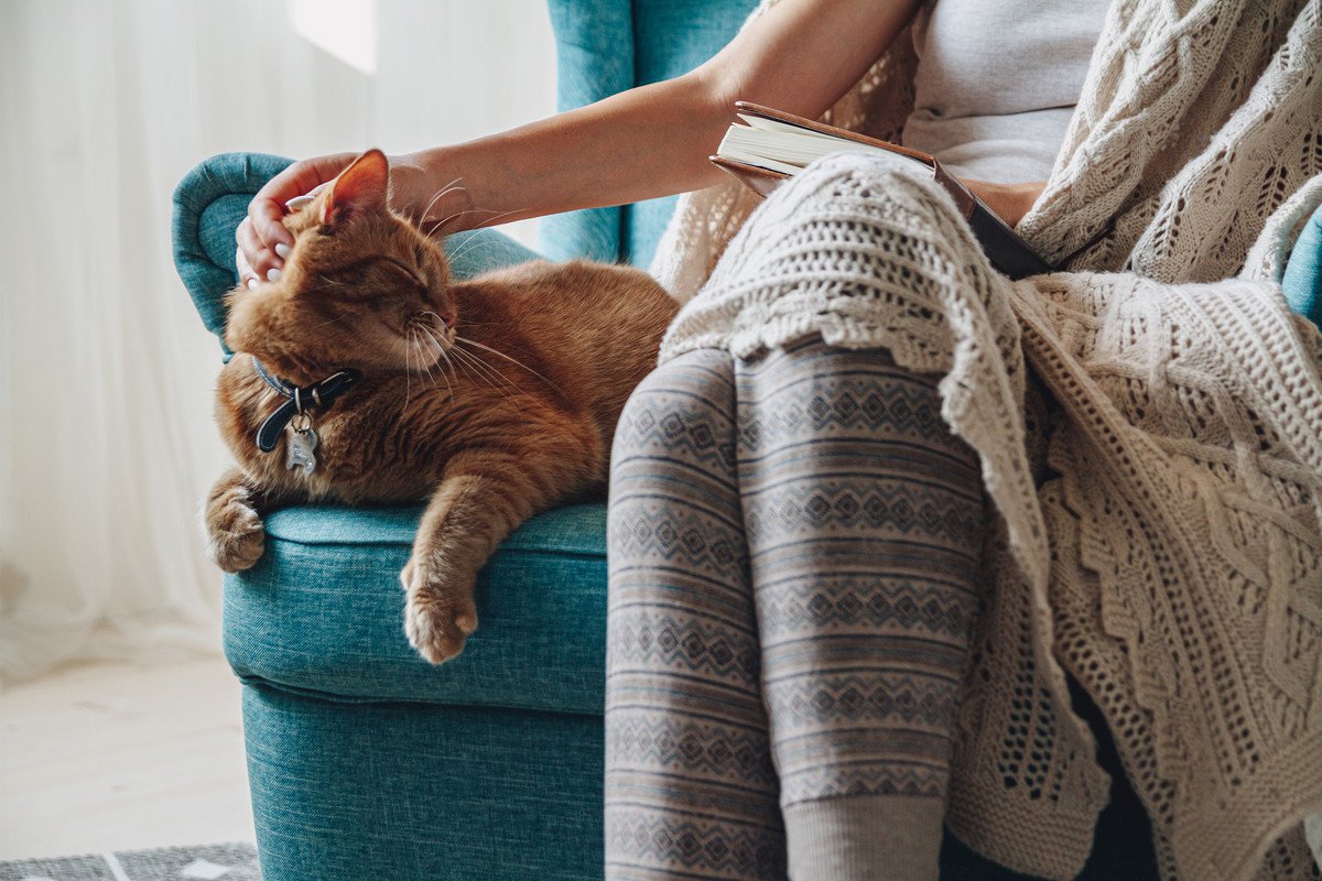 猫が『人の椅子に座りたがる』のはなぜ？考えられる3つの理由　愛猫との椅子取りゲームを回避するには？