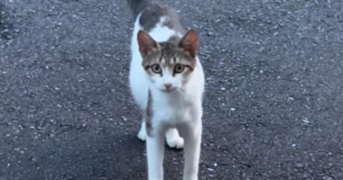 小さくて痩せている野良猫との出会い→『お腹だけが大きい』ことに気付いて…涙あふれるエピソードが47万再生「とても素敵」「感動で泣いた」
