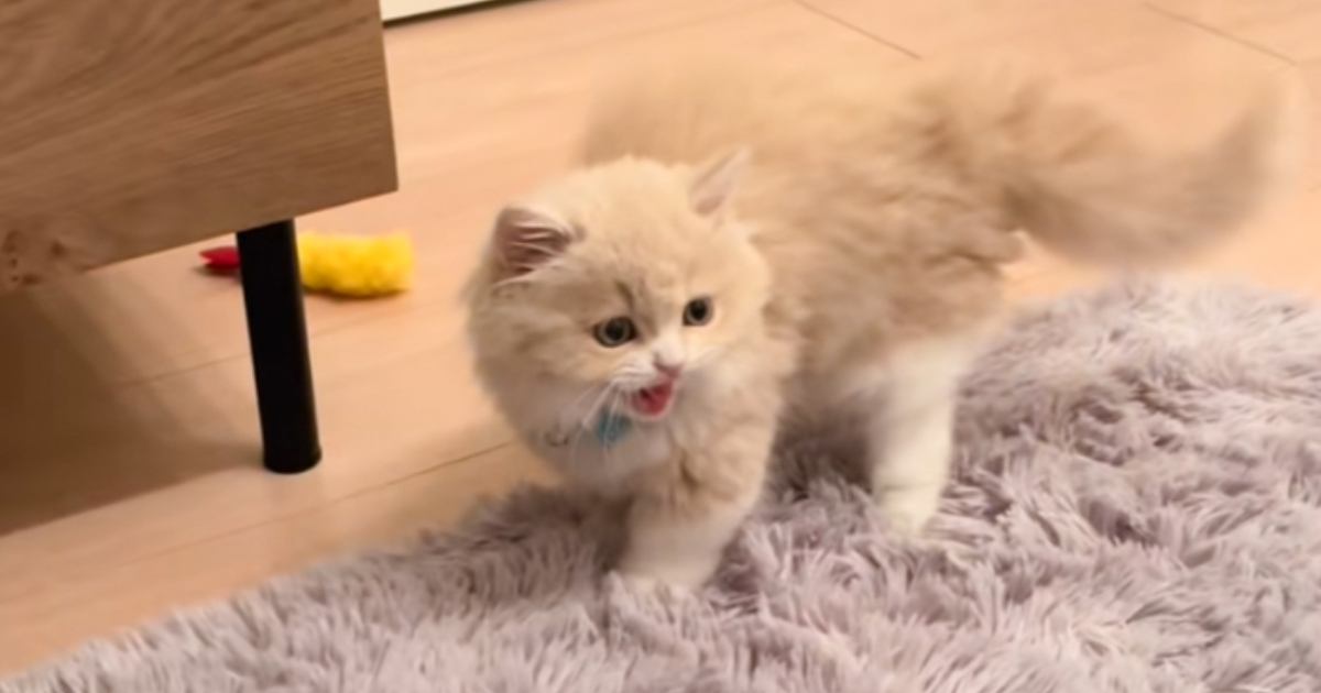 猫生で初めてシャーと威嚇した子猫→視線の先には……まさかの理由に爆笑の声が続出「戸惑いながら可愛いｗ」「何回も見ちゃったｗ」と25万再生