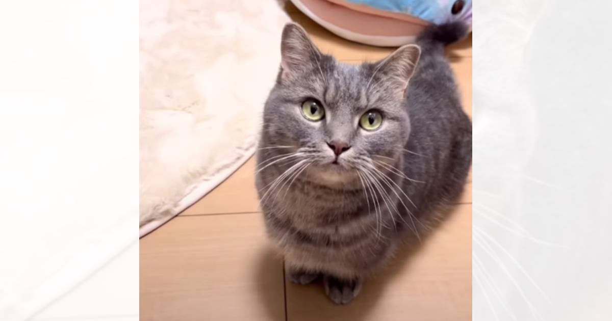 猫の前で突然『犬の鳴きマネ』をしてみたら…戸惑い全開の『まさかのリアクション』が45万再生「飼い主が心配されてるｗ」「可愛い」と爆笑