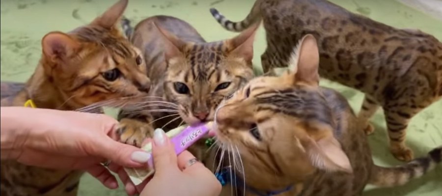 美味しそうにおやつを食べる猫さんたちを見てみよう♡