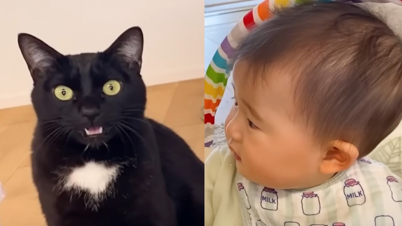 猫の『クラッキング』を初めて見た赤ちゃん…思わず頰が緩む『可愛すぎるリアクション』が13万再生「涙出て笑った」「癒されました」