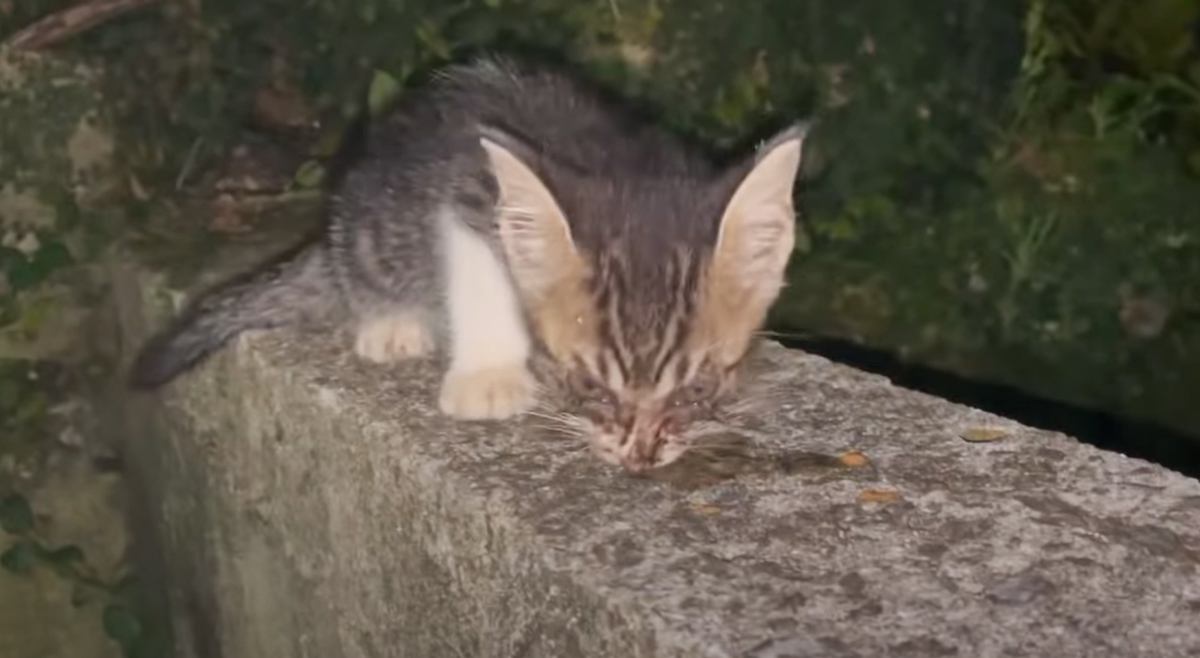 家の裏で出会った『虫だらけの汚れた子猫』を保護→速攻お風呂に入れたら……「救ってくれて感謝」「優しさが溢れていて涙がでた」と62万再生