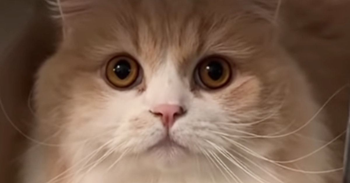 キャリーケースを置いて猫に『病院いくよ、入って』と伝えたら…驚きの行動と『まさかの展開』が54万再生「天才すぎる」「想定外だったかｗ」