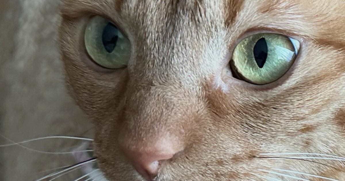 猫と一緒に暮らし始めて４年→ほっぺに『可愛すぎる模様』があることに気づいて…「半端ない破壊力」「ただでさえ可愛いのに」とSNSで反響