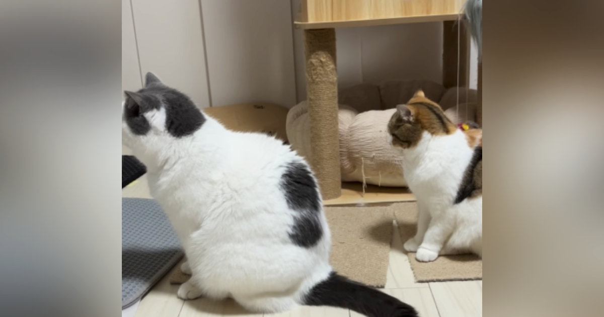 きれいに整列をして『順番待ち』をしていた猫たち→先にあったのは"まさか"の…「ええーーｗ」「ご飯かなと思ったらｗ」と爆笑の声