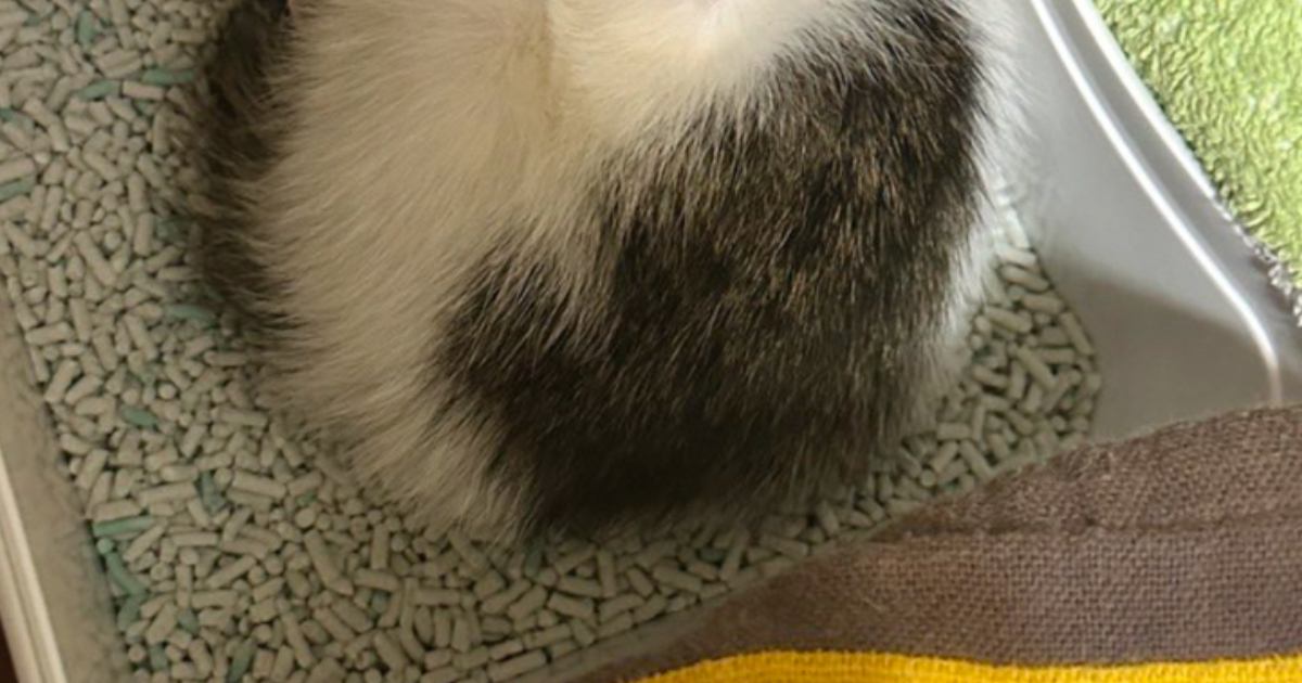 全身ノミだらけで『ガリガリの状態だった赤ちゃん猫』を保護→2日経つと…尊すぎる瞬間に2万いいね「よかったねぇ〜」「安心したんだね」