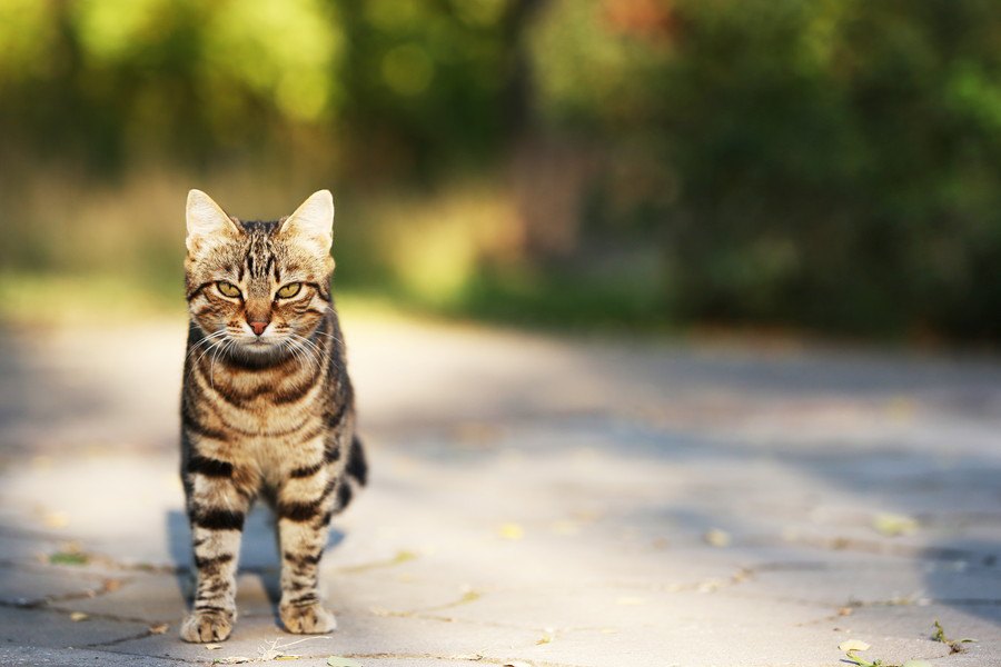 やってない？猫にしちゃダメな６つの飼い方