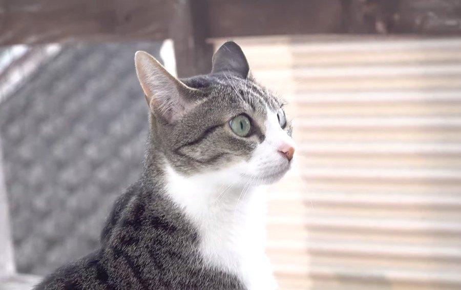 急に降り出した雨の音！猫ちゃんもついイカ耳に