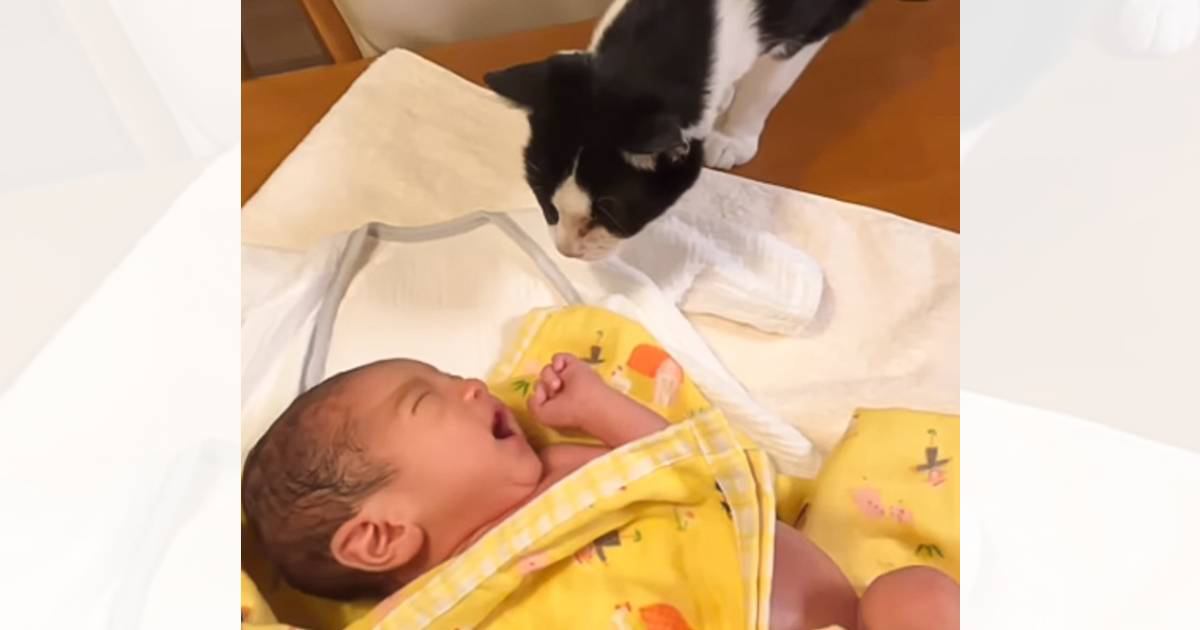 『生まれたばかりの赤ちゃん』がお家にやって来ると…『猫の行動』が素敵すぎると39万再生「大切な存在だって理解してる」「優しいね」