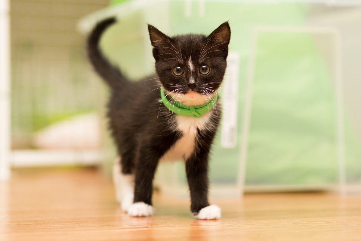 子猫と過ごす『1年間のお世話カレンダー』いつ何をするのがベスト？4つのタイミングを解説