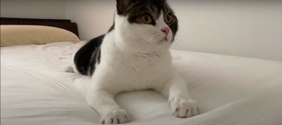 ベッドが遊び場！イタズラが見つかってしまった猫さん