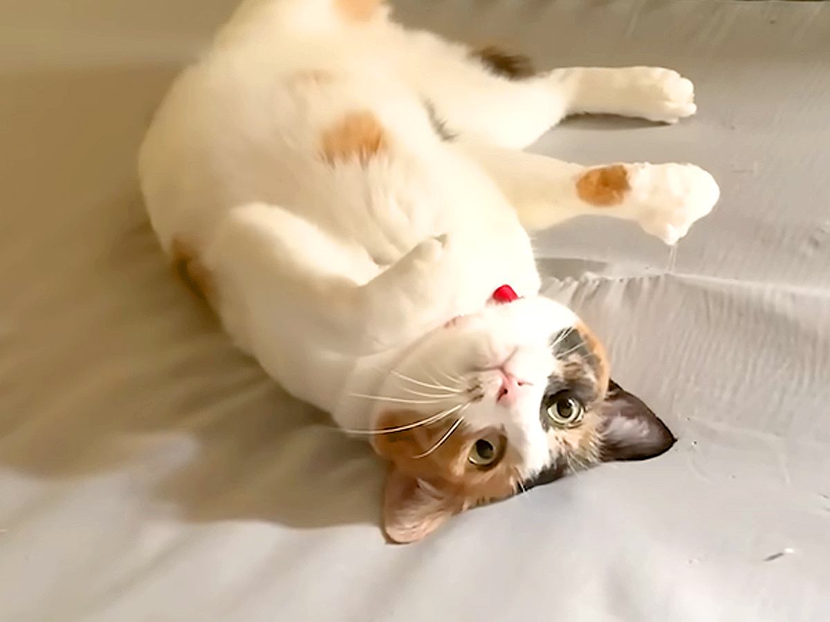 朝起きると、ベッドに爪がひっかかった猫を発見→取ってあげようとしたら…『絵本のような展開』に「あざと猫」「気持ちが通じ合ってる」の声