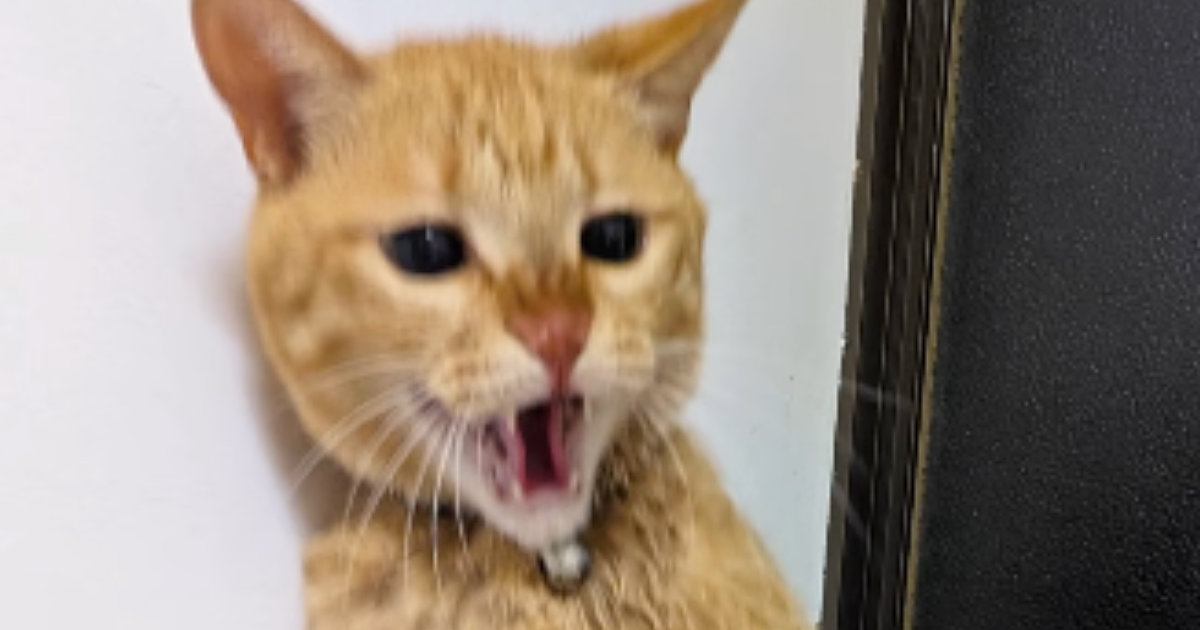 入浴中、『お風呂場にやって来た猫』→高いところから降りようとして…思わぬ悲劇が73万再生「期待を裏切らないｗ」「何度も見れるｗ」