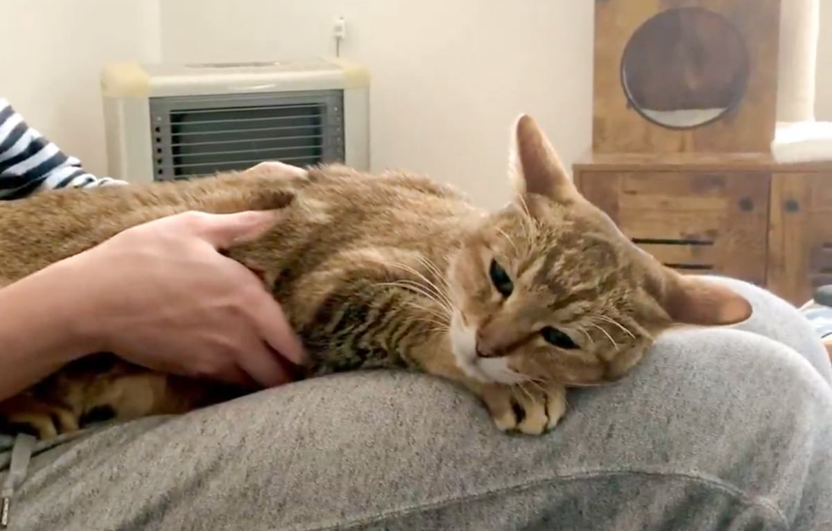 飼い主さんの膝の上で完全にくつろぐ猫→ぜんぜん動こうとしない姿がたまらないと220万表示「最高に愛おしい」「トイレ行けないｗ」