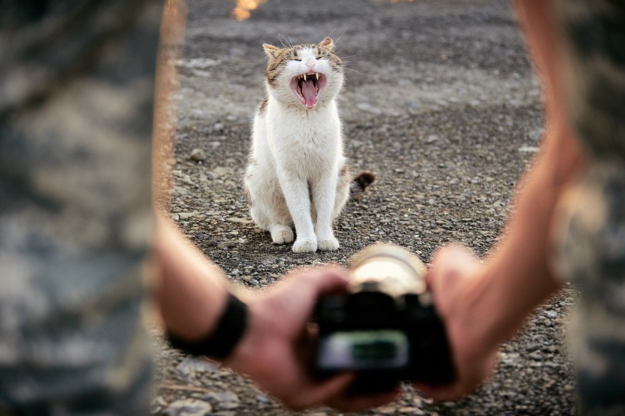 猫との思い出写真どうしてる？ディスプレイと収納術