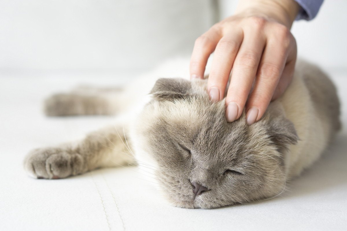 猫の深刻なトラブルに繋がる飼い主の『甘やかし行動』3つ