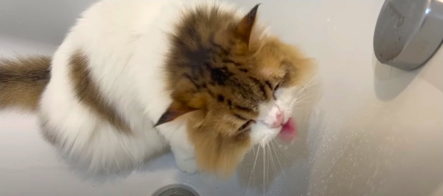 バスルームで水遊び！浴槽がお気に入りの猫くん♡