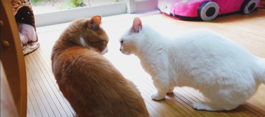 喧嘩したり仲良くなったり♪不思議で可愛い猫さんたち！