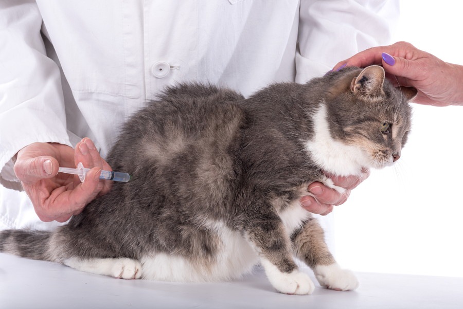 猫の3種ワクチンで予防できる病気と接種の仕方