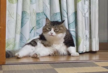 台風通過中に見られた猫ちゃんの優しき行動