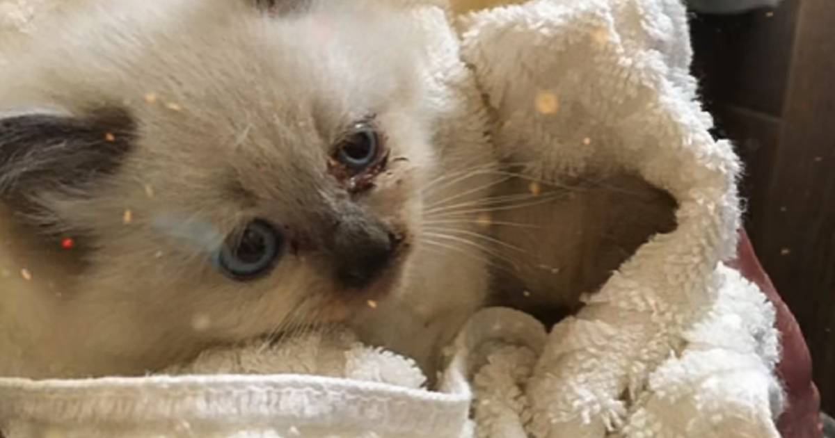 ぱやぱや毛の小さな子猫が保護されて…５年が経った結果→『驚愕のビフォーアフター』が34万再生「すんごい高級感」「衝撃の可愛さだった」