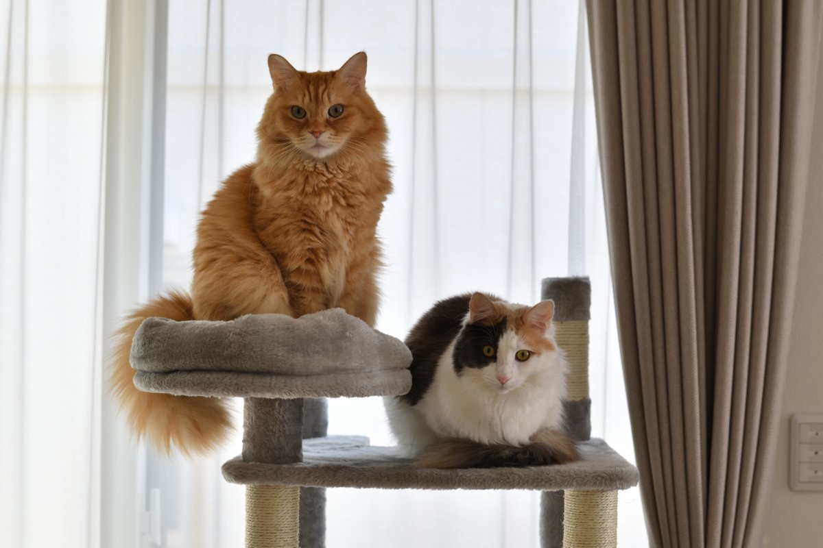 『大型の猫と小型の猫』で異なる3つのポイント　性格や成長スピードの違いや飼育のポイントも