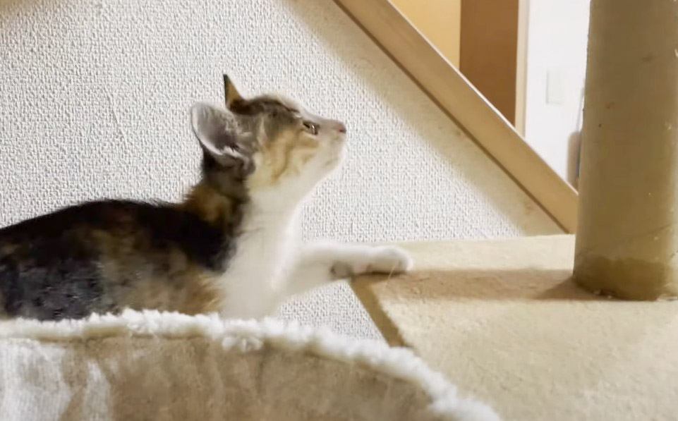 子猫が『初めてのキャットタワー』で見せた行動…好奇心旺盛な姿が癒やされると3万3000再生「かわいいいいい」「小さい体で凄い」