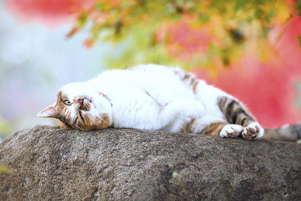 知られざる猫の雑学7選！