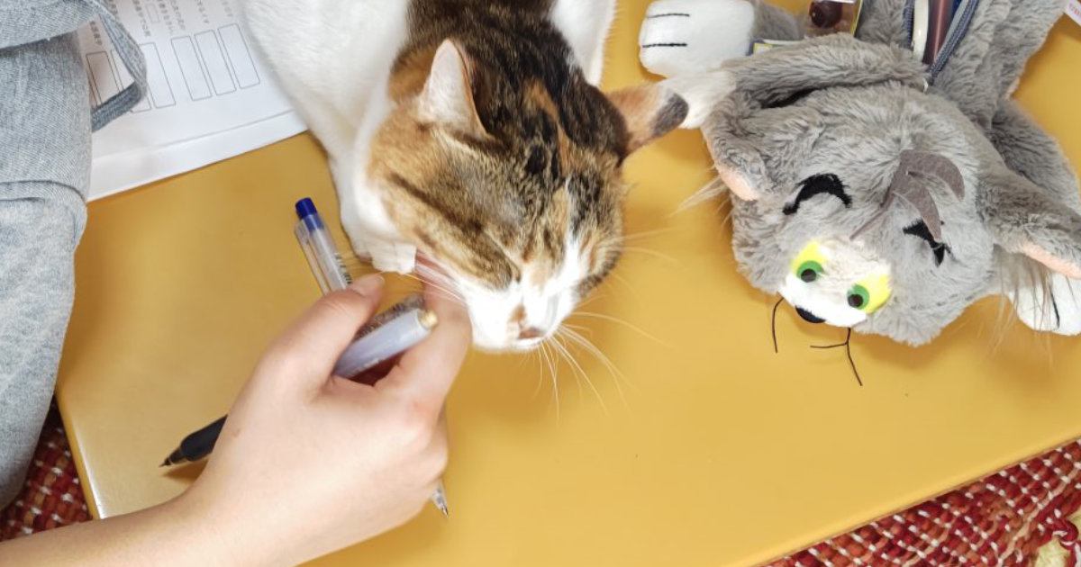 受験勉強中のお姉ちゃん→問題集の上に『猫』がやって来ると…思わず笑ってしまう瞬間に５万いいね「大人も落ちる猫の罠ｗ」「抗えないねｗ」