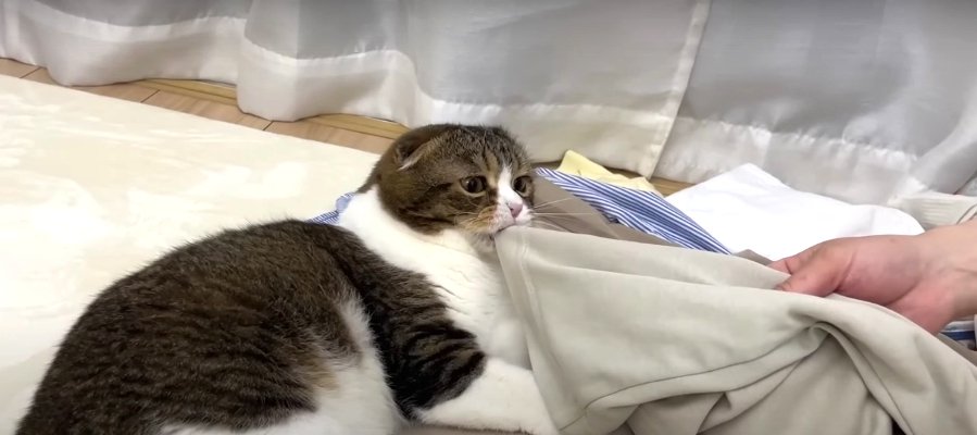 渡さないにゃ！洗濯物をたたむのを邪魔するお茶目な猫くん