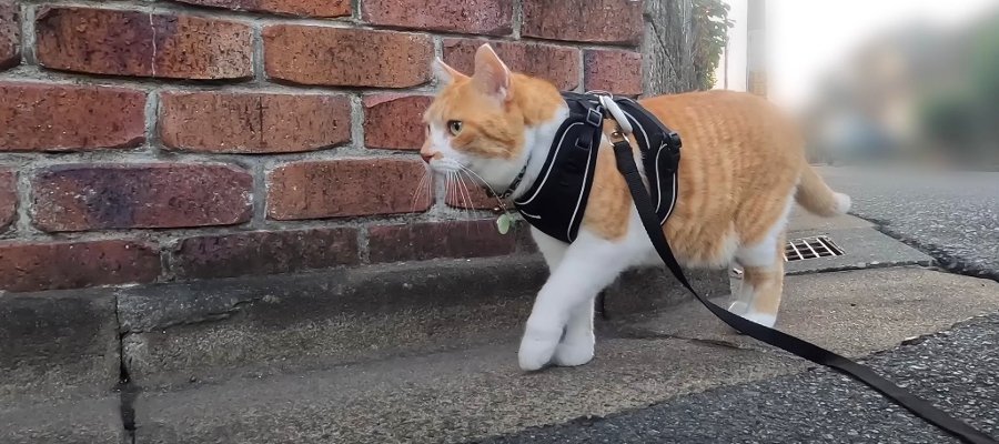 ついに対決？！野良猫ちゃんを追いかけ走る、お散歩中の猫ちゃん