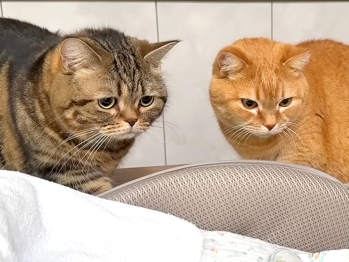 2匹の猫が『赤ちゃんと初めて会った日』…気になって仕方がない様子が尊すぎると24万再生「癒されたｗ」「早く仲良くなれるといいね」
