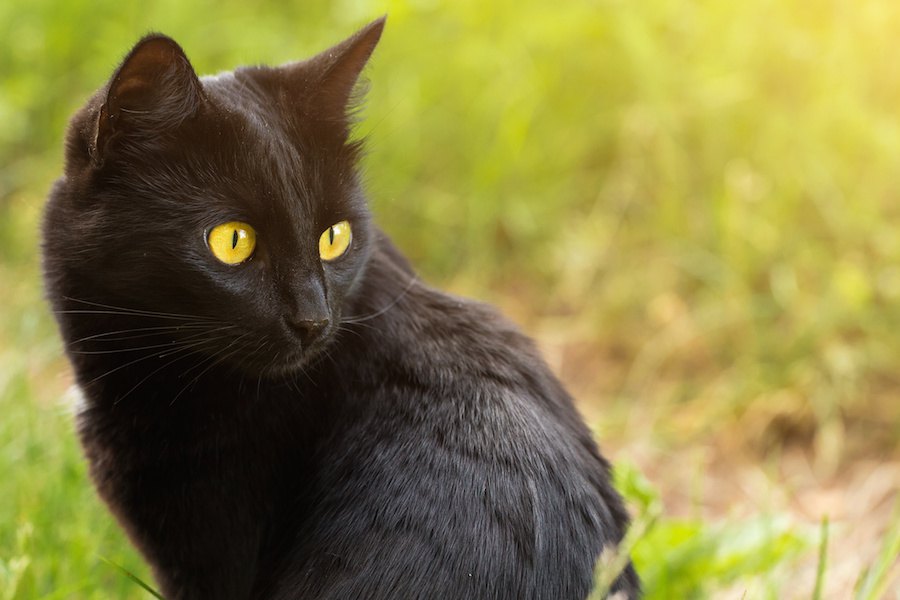 ドイツ語で猫はkatze（カッツェ）ことわざや鳴き声、名前など雑学をご紹介！