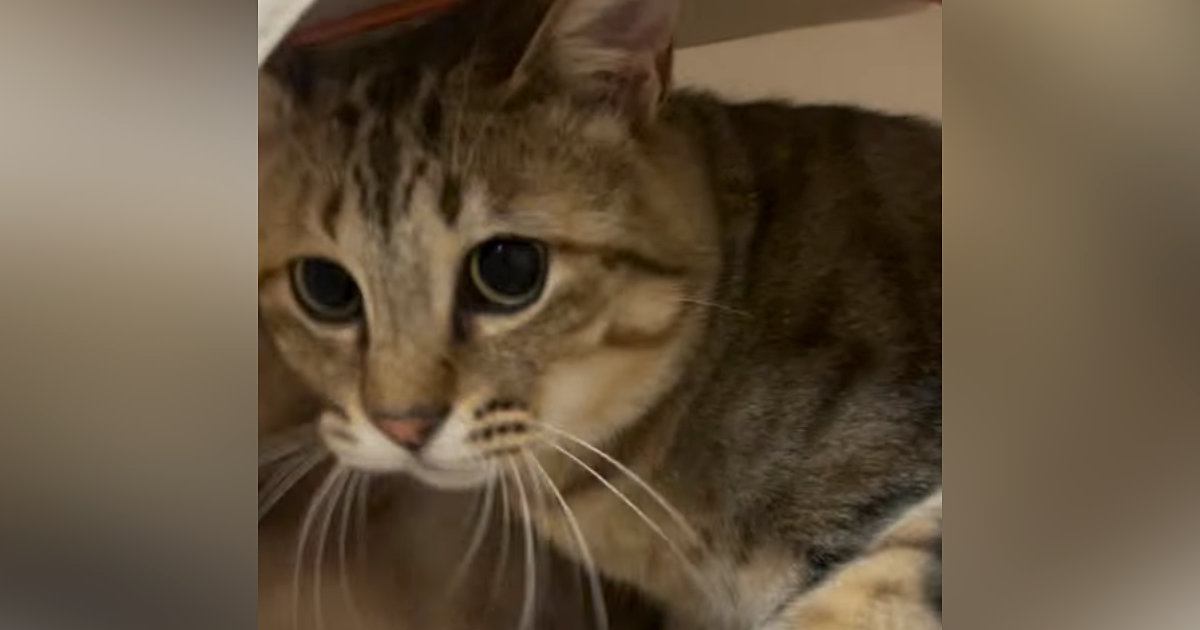 キャットハウスに入っていた2匹の猫→飼い主が近づいたら…浮気がバレたときのような『まさかの反応』が83万再生「ドラマで見たことあるｗ」