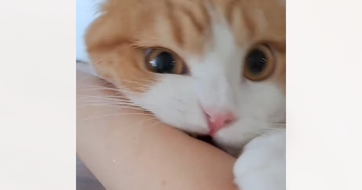 腕に思いっきりじゃれついてきた猫→『ダメだよ』と注意した結果…驚きの反応が142万再生「顔が可愛すぎる」「なんでって顔かなｗ」