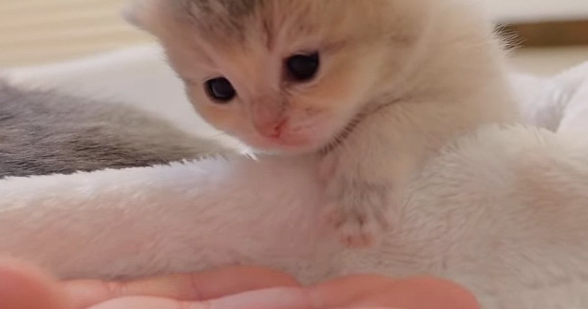 生後3週目の『赤ちゃん猫』→目の前に『手』を出されると…悶絶級に可愛い『仕草』が23万再生「マジで可愛い」「幸せホルモンが出た」