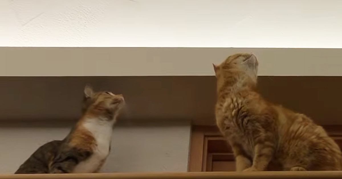 天井にいた蚊を追いかけ始めた猫→『他の猫たち』も続々と集まってきて…圧巻の光景が44万再生「安心して寝られるｗ」「興味津々だね」