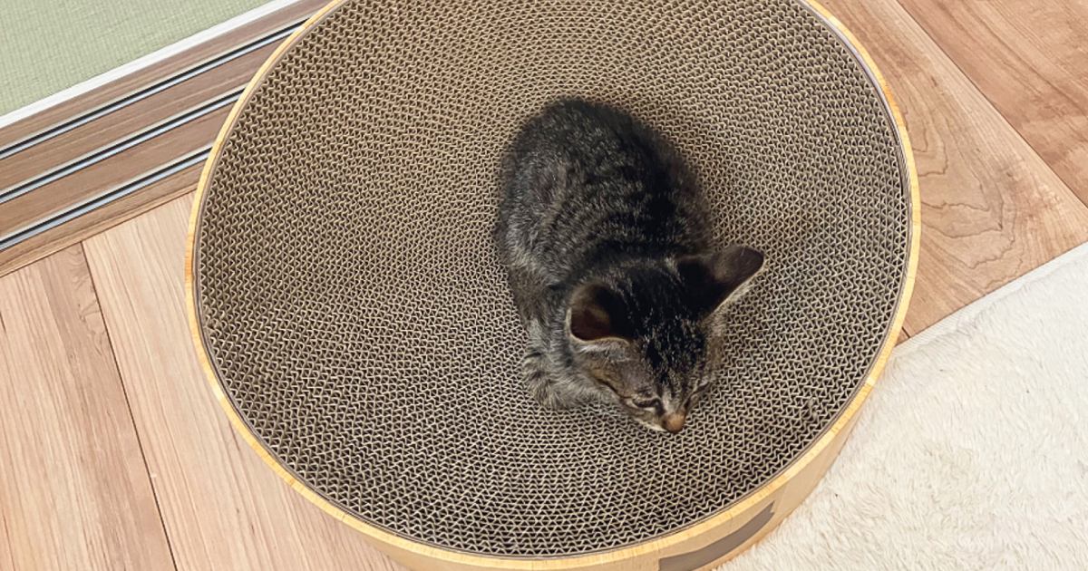 1年前、初めて爪とぎボウルに乗ったときは『こんなに小さかった子猫』が、現在…感動のビフォーアフターに1万いいねの反響「一瞬だよねｗ」