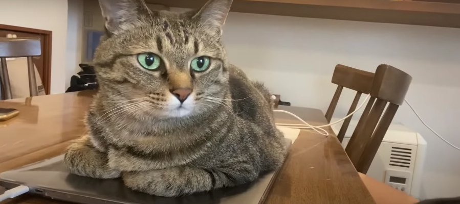 『PCの上にどーん！！』移動する気ゼロの猫ちゃんVS飼い主さん♡