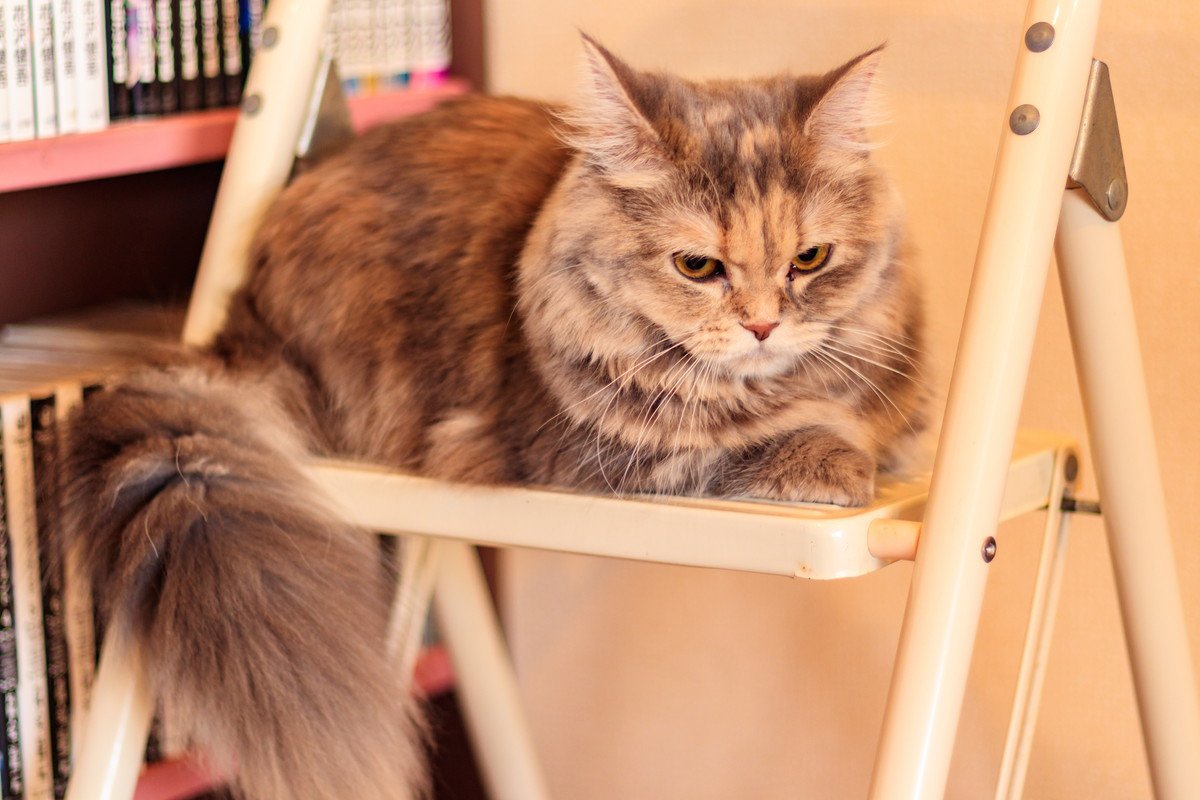 愛猫が「めんどくさい」と思っているときの仕草5選　態度や体の動き…猫たちが見せる“だりぃ”サイン